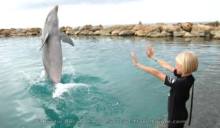 Assistant Dolphin Trainer