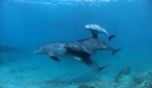 Dolphin Scuba Encounter