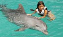 Dolphin Swim
