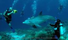 Open Water Dolphin Dive
