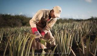 Aloe Vera Plantation