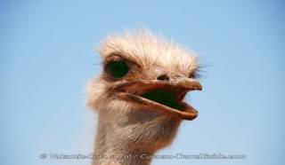 Ostrich Farm