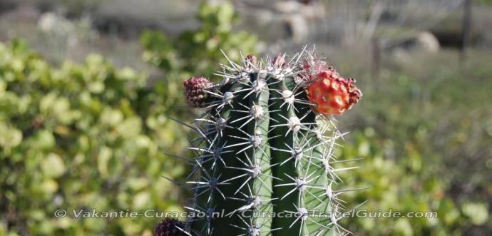 Cactus