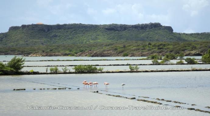 Flamingos at the salt pans of Jan Kok
