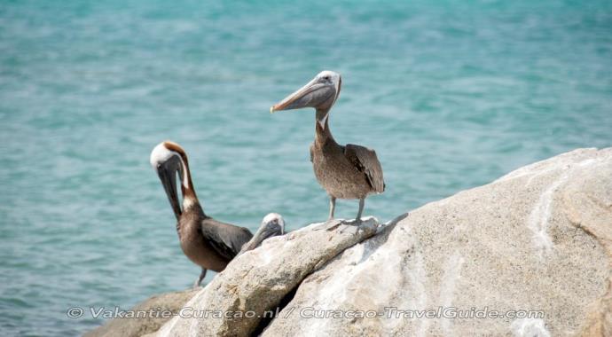 3 pelicans on a rock